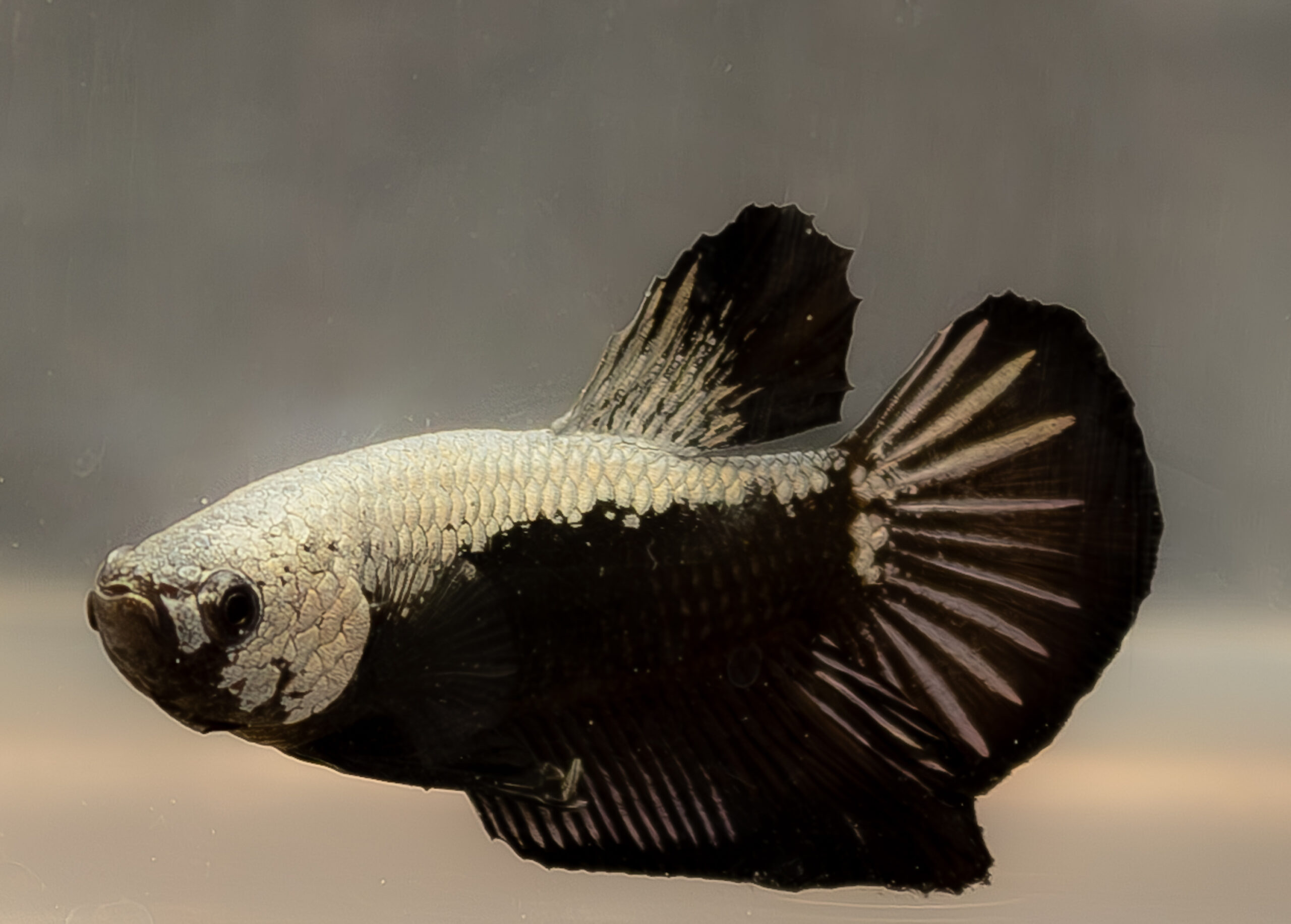 Überarbeitung Gutachten