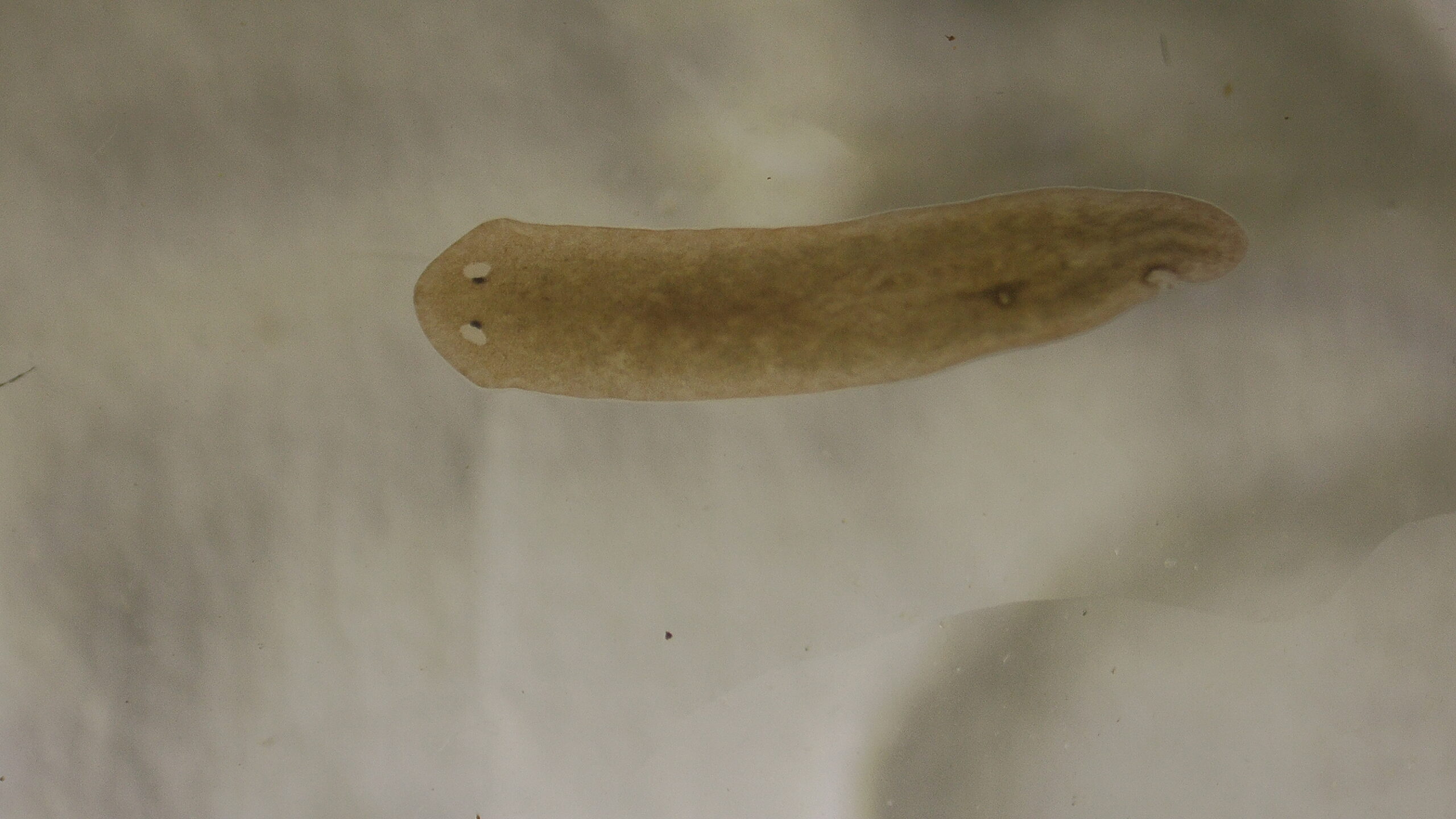 Mittel gegen Planarien