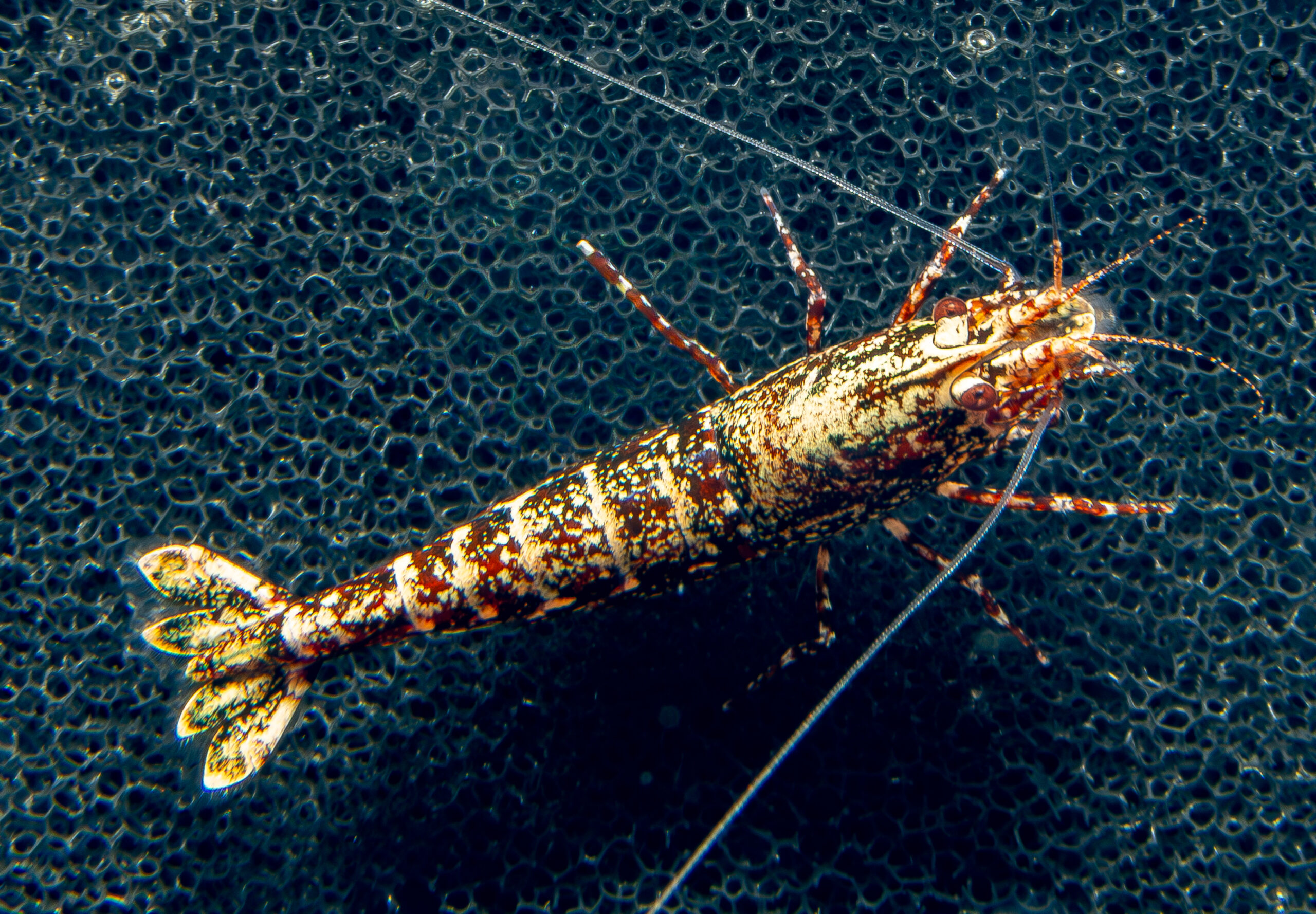 Red Golden Stardust